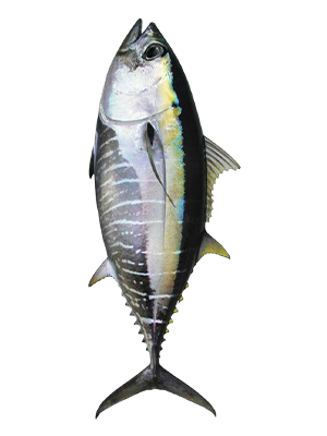 Pez Patudo, Thunnus Obesus